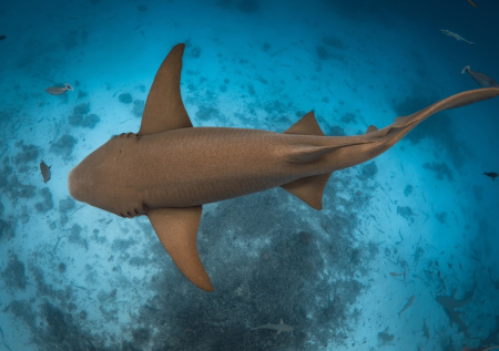 «На куски»: в Иране пообещали накормить акул американскими военными