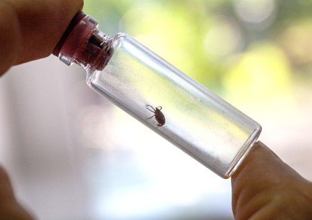 Укус клеща: пошаговая инструкция — как снять, когда к врачу, вакцинация