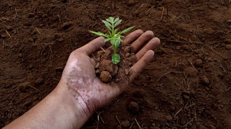 Клумбы во дворе своими руками: помощь УК, заявка и выбор цветов