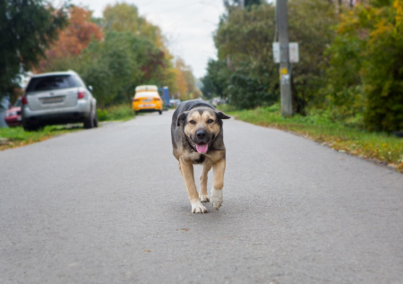 Стало известно, как изменилась статистка по нападениям собак в Петербурге