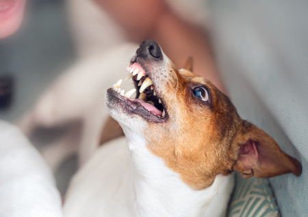 Россиянам объяснили, почему некоторые гости вызывают агрессию у питомцев