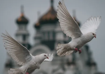 Белый голубь с небес: ждать чуда или трагедии? Ответ во сне