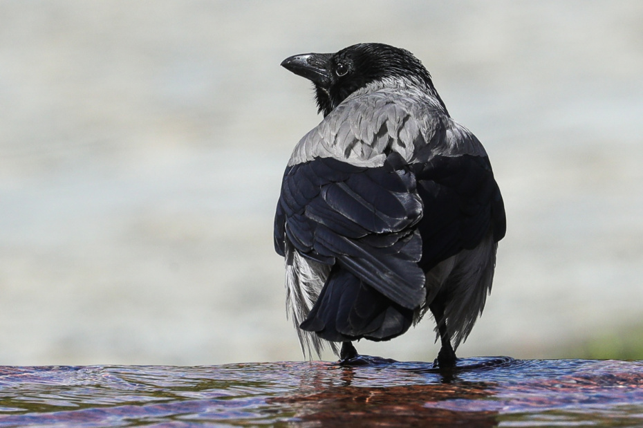 Погодные приметы на Кирилла, 31 марта