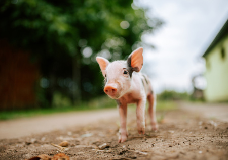«Говорящий» поросенок попал в книгу рекордов Гиннесса