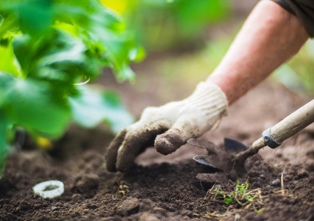 Урожай без сюрпризов: как калибровка и протравливание спасают ваши грядки