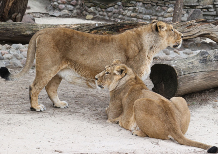 Трансляции Московского зоопарка посмотрели более 1 млн пользователей