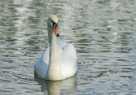 Спасенного во время драки с сородичем лебедя выпустили на волю на Кубани