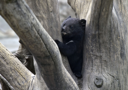 Необычных сирот оставили в коробке в Приморье