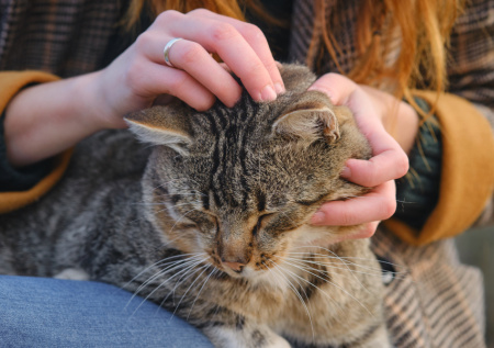 В московском аэропорту бросили 11-летнего кота