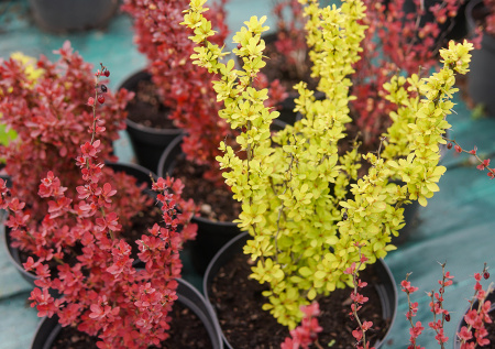 7 многолетних кустарников — узнайте секрет экономных и хитрых садоводов