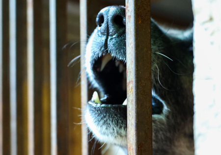 В Ленобласти хозяйка собаки выплатит пострадавшей более 1,1 млн рублей