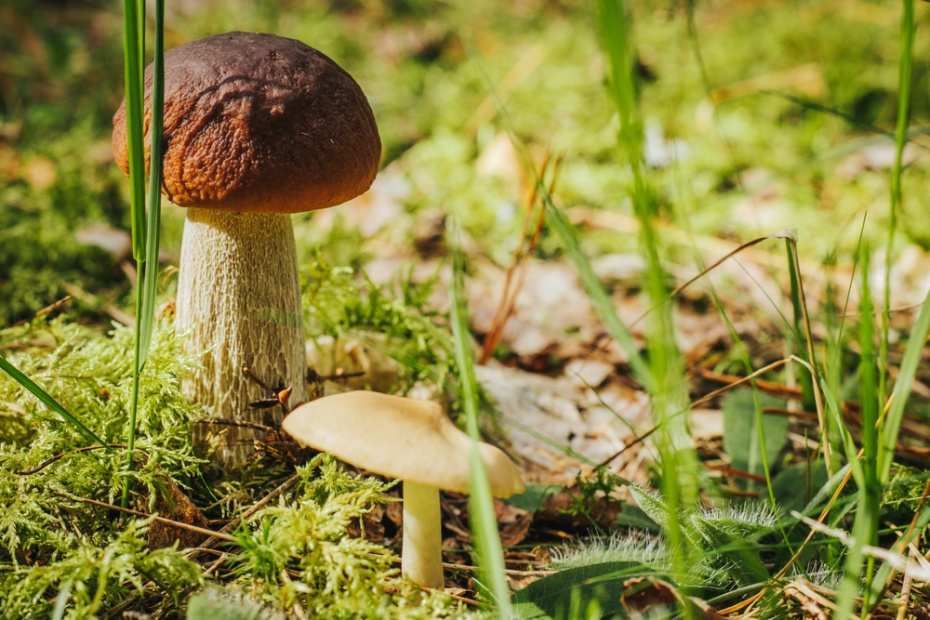 Белый гриб и подберезовик под запретом?