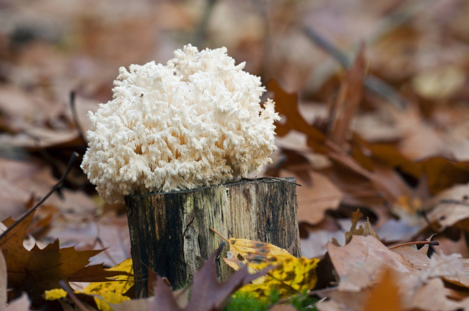 Ежовик коралловидный