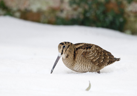 Вальдшнеп на тяге: как брать птицу на закате — от выбора места до выстрела
