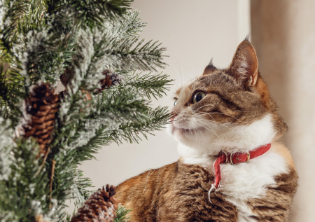 Россиянам дали советы по избавлению от запаха животного в квартире