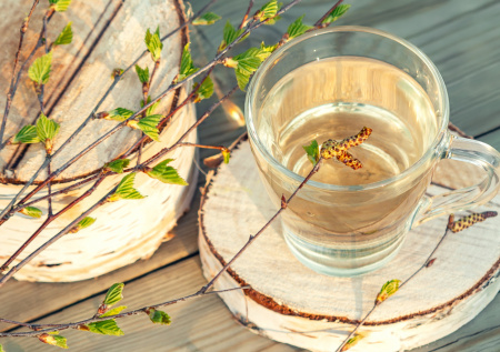 Сбор березового сока в Подмосковье: 7 правил, чтобы не навредить дереву