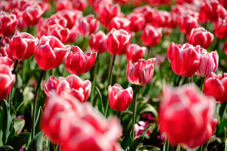 Праздники и памятные даты 1 апреля 2026 года