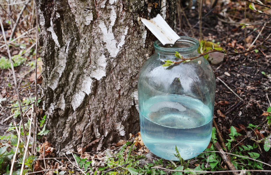 Как правильно собирать березовый сок