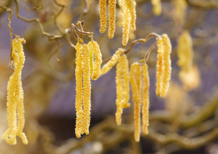 Приметы 1 апреля — Дарья Грязная и День смеха: розыгрыши и встреча домового