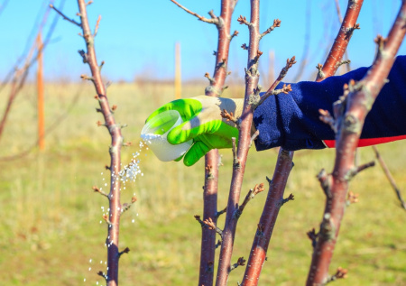 Накормил — и убил: как не уничтожить собственный сад удобрениями весной