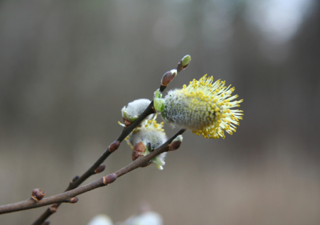 Врач предупредила об опасности принесенных в дом веток вербы