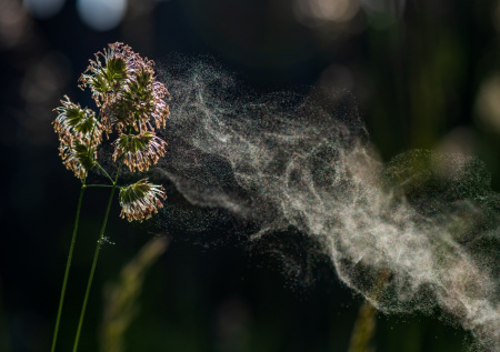 Плохие новости от Минздрава: пыльца в Москве — прогноз на 1 апреля