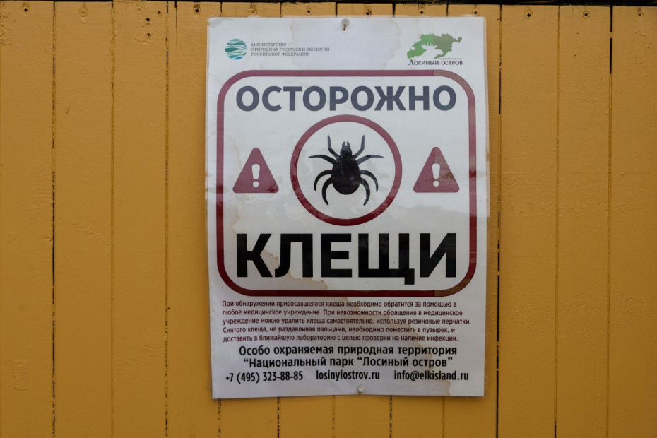 Клещи в России в 2026 году: карта опасных регионов, прививки, первая помощь