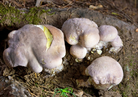 8 грибов, которые нельзя собирать в Московской области в 2026 году