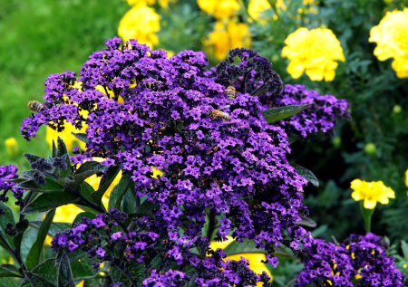 Цветы с ароматом дорогих духов вскружат голову вам и соседям по саду