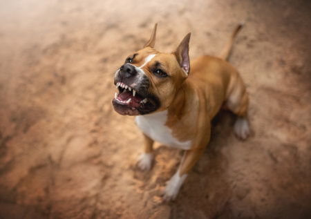Пес бойцовской породы отгрыз ногу пенсионерке в российском регионе