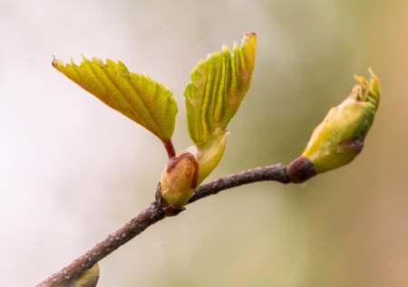 Аномальная береза в действии: пыльца в Москве — прогноз на 2 апреля