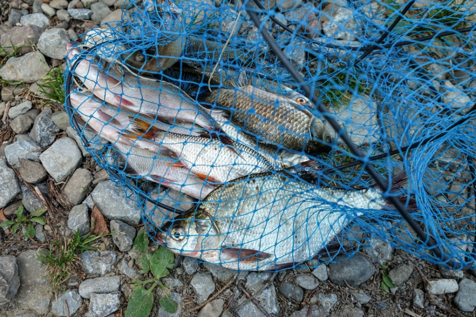 Весенний жор окуня в апреле: где искать «горбачей» на малых реках