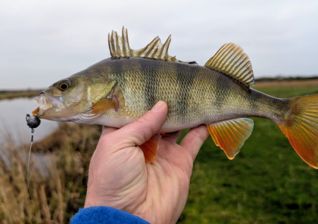 Весенний жор окуня в апреле: где искать «горбачей» на малых реках