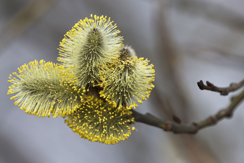 Когда Лазарева суббота в 2026 году