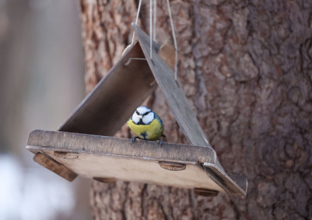 Орнитолог рассказал, как пение птиц влияет на людей