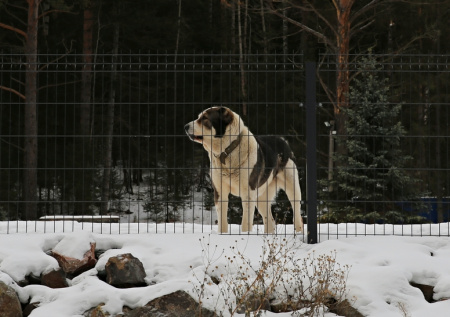 В России могут появиться новые опасные породы собак