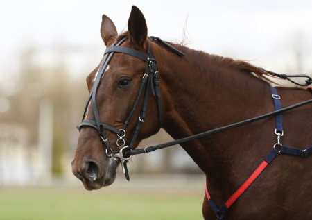 Две лошади пронеслись галопом по МКАД и попали на видео