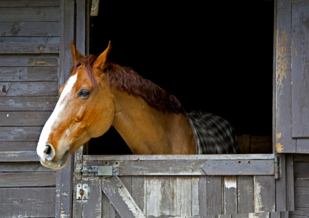Стало известно, откуда взялись лошади на МКАДе