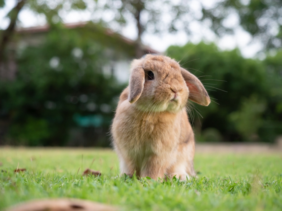 Почему пасхальный кролик символ католической Пасхи?