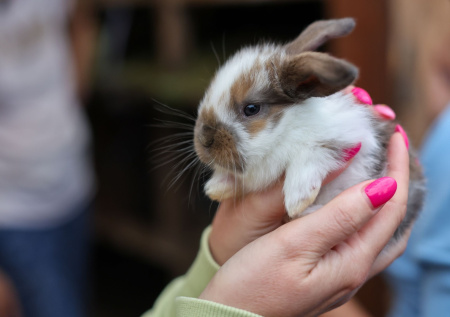 Срочно! К чему снится кролик: мужчинам и женщинам это нужно знать
