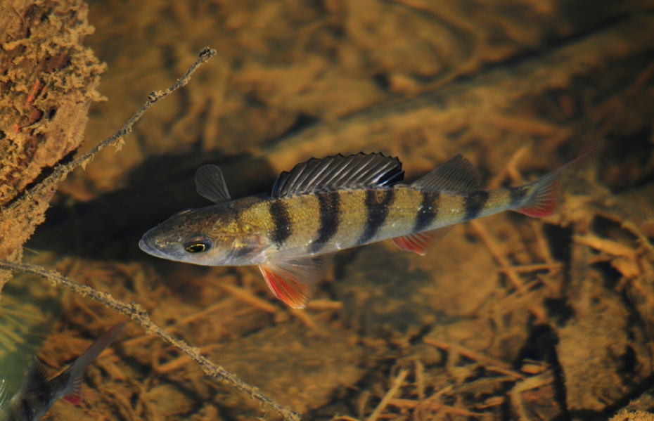 Весенний жор окуня в апреле: где искать «горбачей» на малых реках