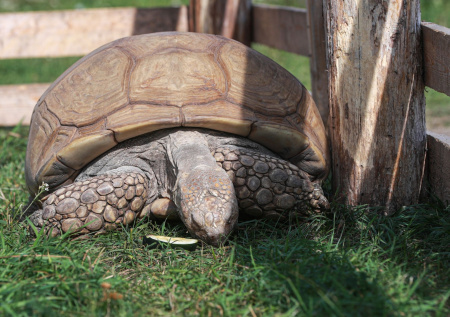 Животные Московского зоопарка встретили весну
