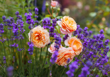 11 лекарей на вашей грядке: травы, которые заменят половину аптечки