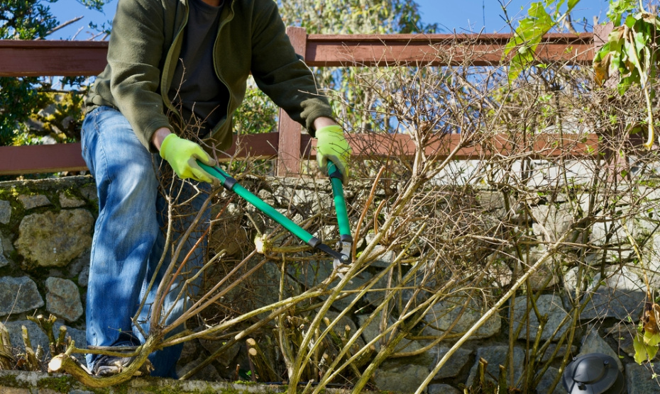 Зачем обрезать: от санитарной до омолаживающей