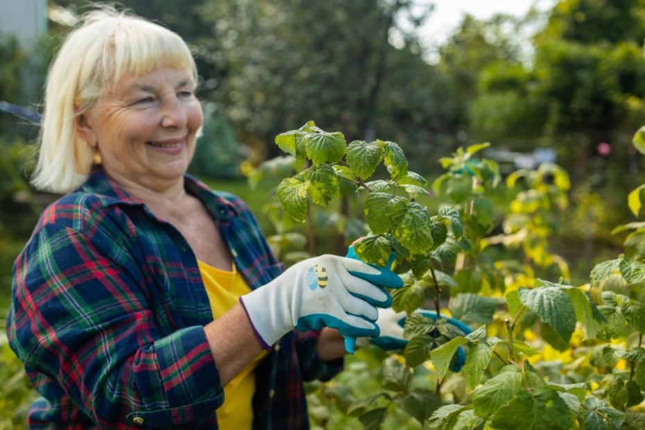 Обрезка смородины и крыжовника весной: как омолодить кусты и увеличить урожай