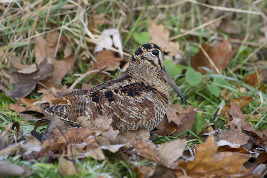 Охота на вальдшнепа на тяге: выбор места, маскировка и техника стрельбы