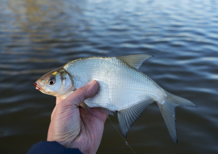 Плотва и лещ в апреле: секреты рыбака со стажем из Подмосковья