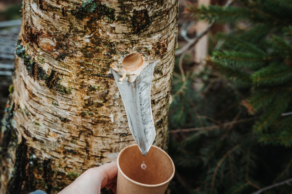 Штраф 4000 рублей: где и как нельзя собирать березовый сок в Подмосковье