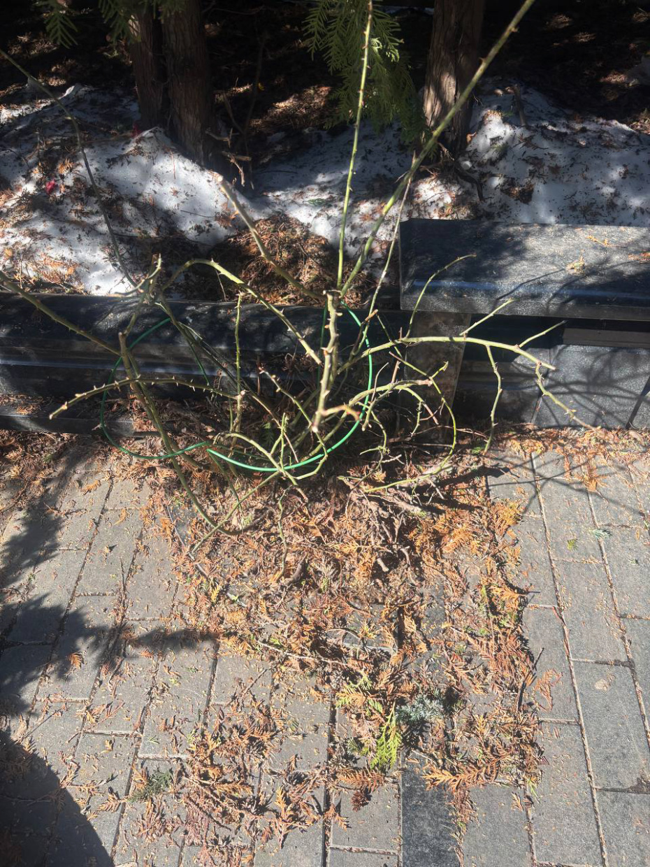 Могила родителей Аллы Пугачевой