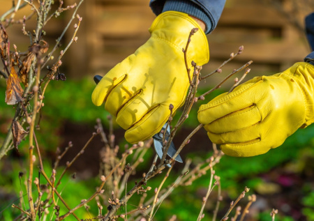 Обрезка смородины и крыжовника весной: 5 правил для богатого урожая